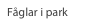Fåglar i park