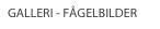GALLERI - FÅGELBILDER