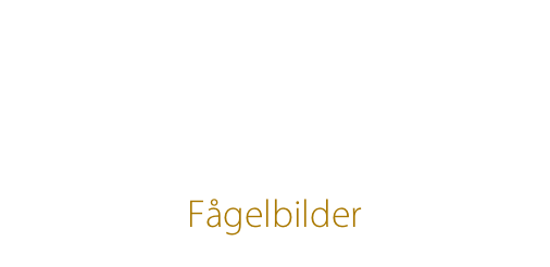 


Fågelbilder